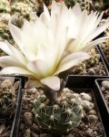 Gymnocalycium Taningaense