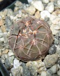 Gymnocalycium Uruguayense