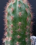 Haageocereus Pluriflorus