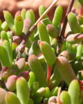 Hallianathus