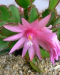 Hatiora Rosea