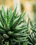 Haworthia