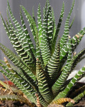 Haworthia attenuata