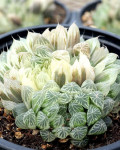 Haworthia cooperi f. variegata
