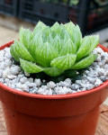 Haworthia cooperi var. picturata