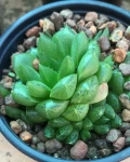 Haworthia cooperi var. pilifera