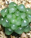 Haworthia cooperi var. truncata