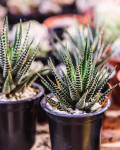 Haworthia fasciata