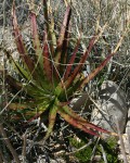 Hechtia