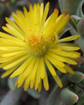 Hereroa aspera
