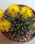 Hereroa brevifolia