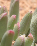 Hereroa calycina