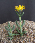 Hereroa fimbriata