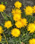Hereroa glenensis