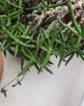 Hereroa gracilis