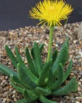 Hereroa muirii