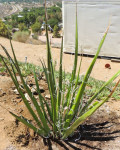 Hesperaloe chiangii