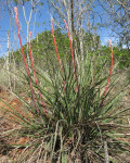 Hesperaloe engelmannii