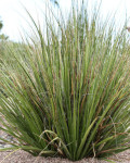 Hesperaloe funifera