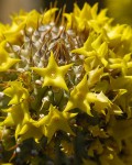 Hoodia Alstonii