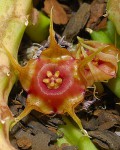 Huernia Andreaeana