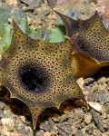 Huernia Barbata