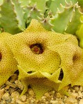 Huernia Brevirostris