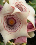 Huernia Quinta