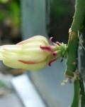 Hylocereus Minutiflorus