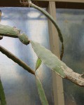 Hylocereus Purpusii