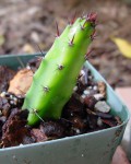 Hylocereus Trigonus