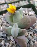 Ihlenfeldtia