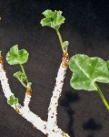 Jatropha Pelargonifolia