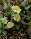 Jensenobotrya