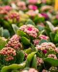 Kalanchoe