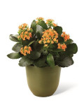 Kalanchoe