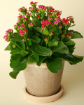 Kalanchoe blossfeldiana