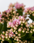 Kalanchoe blossfeldiana 'Calandiva'