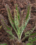 Kalanchoe daigremontiana