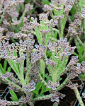 Kalanchoe delagoensis