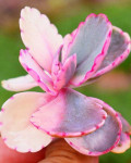 Kalanchoe fedtschenkoi 'Variegata'