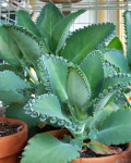 Kalanchoe laetivirens