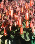 Kalanchoe Manginii
