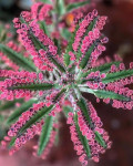 Kalanchoe 'Pink Butterflies'