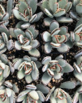 Kalanchoe tomentosa