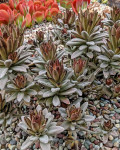 Kalanchoe tomentosa 'Chocolate Soldier'