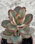 Kalanchoe tomentosa 'Teddy Bear'