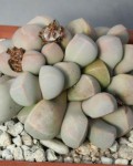 Lapidaria