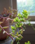 Lenophyllum Acutifolium