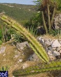 Leptocereus Arboreus